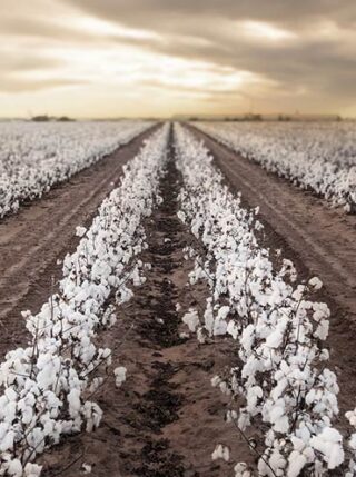 Cotton fields, brown dirt and cloudy gray sky