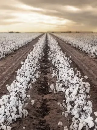 Cotton fields against cloudy gray sky